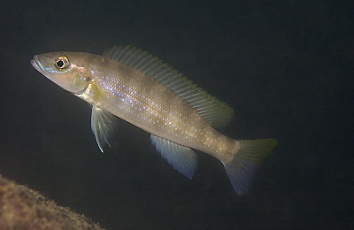 Neolamprologus cunningtoni 'Chituta Bay'